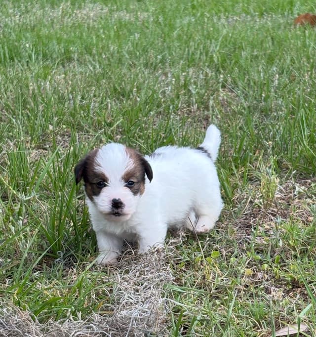 AKC Registered Russell Terrier Puppies media 11