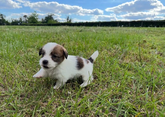 AKC Registered Russell Terrier Puppies media 12