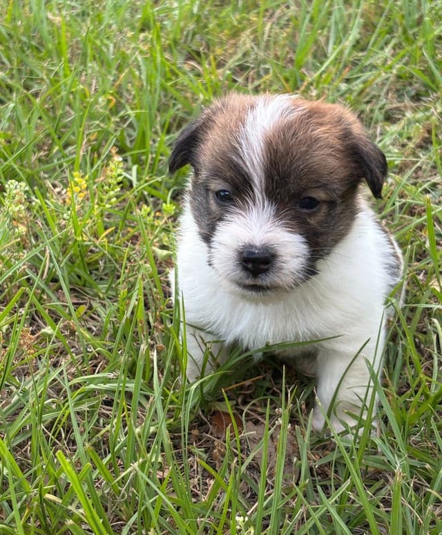 AKC Registered Russell Terrier Puppies media 13
