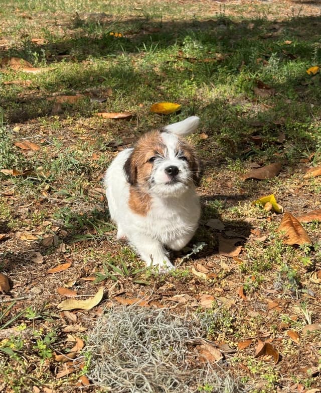 AKC Registered Russell Terrier Puppies media 14