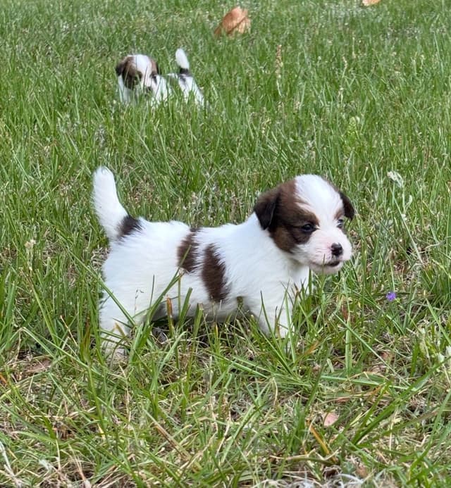 AKC Registered Russell Terrier Puppies media 15