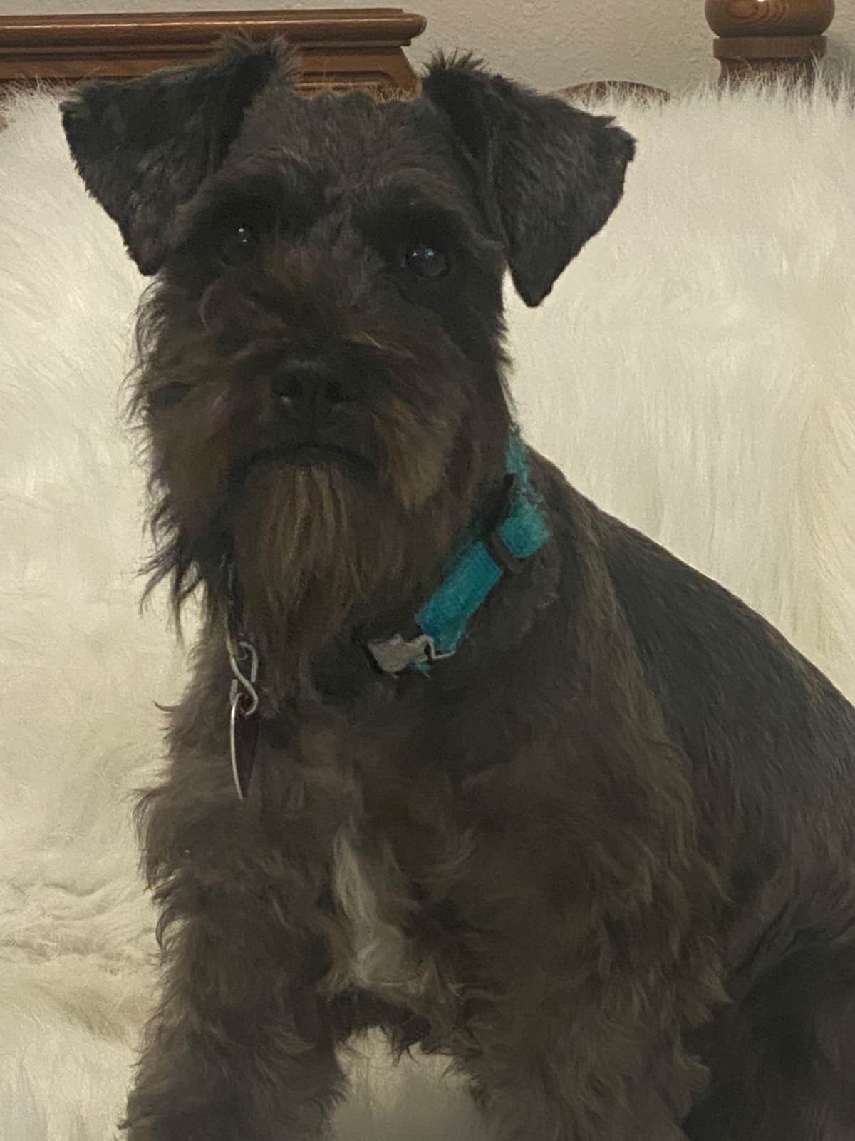 Miniature Schnauzer Puppies breeder image 2
