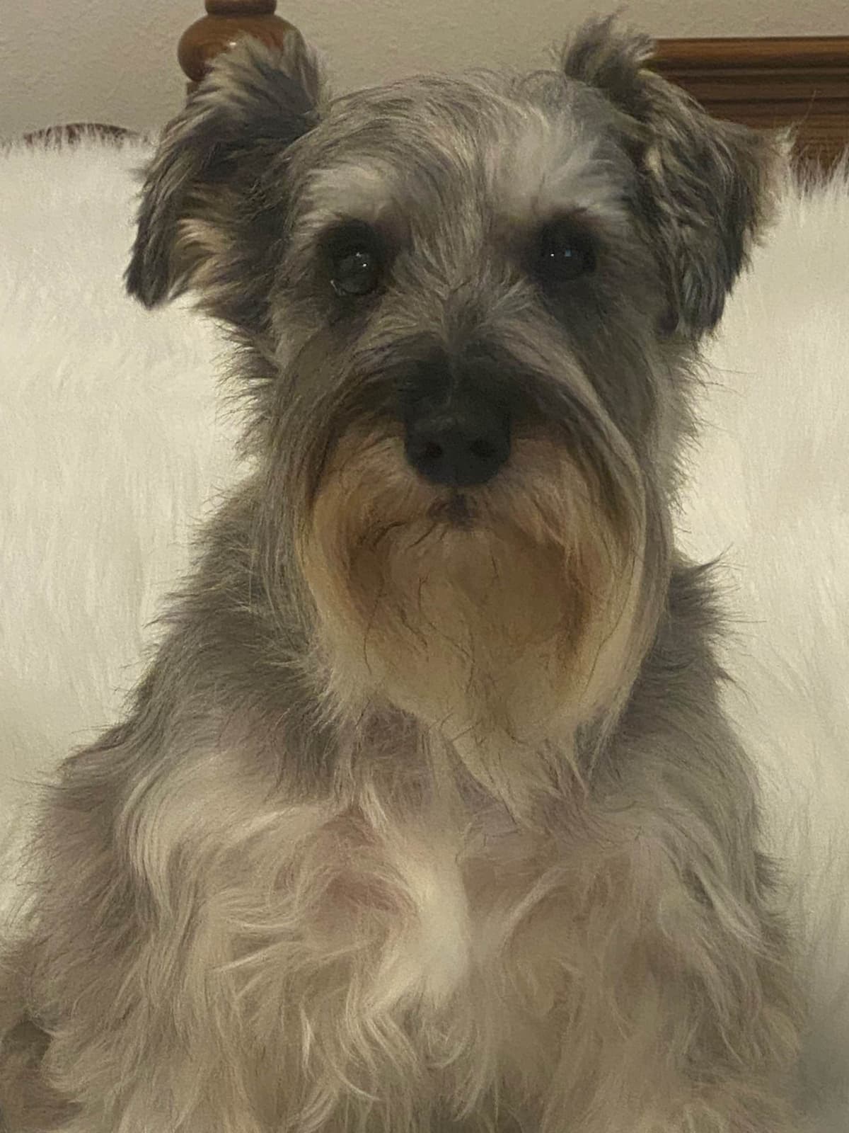 Miniature Schnauzer Puppies breeder image 1