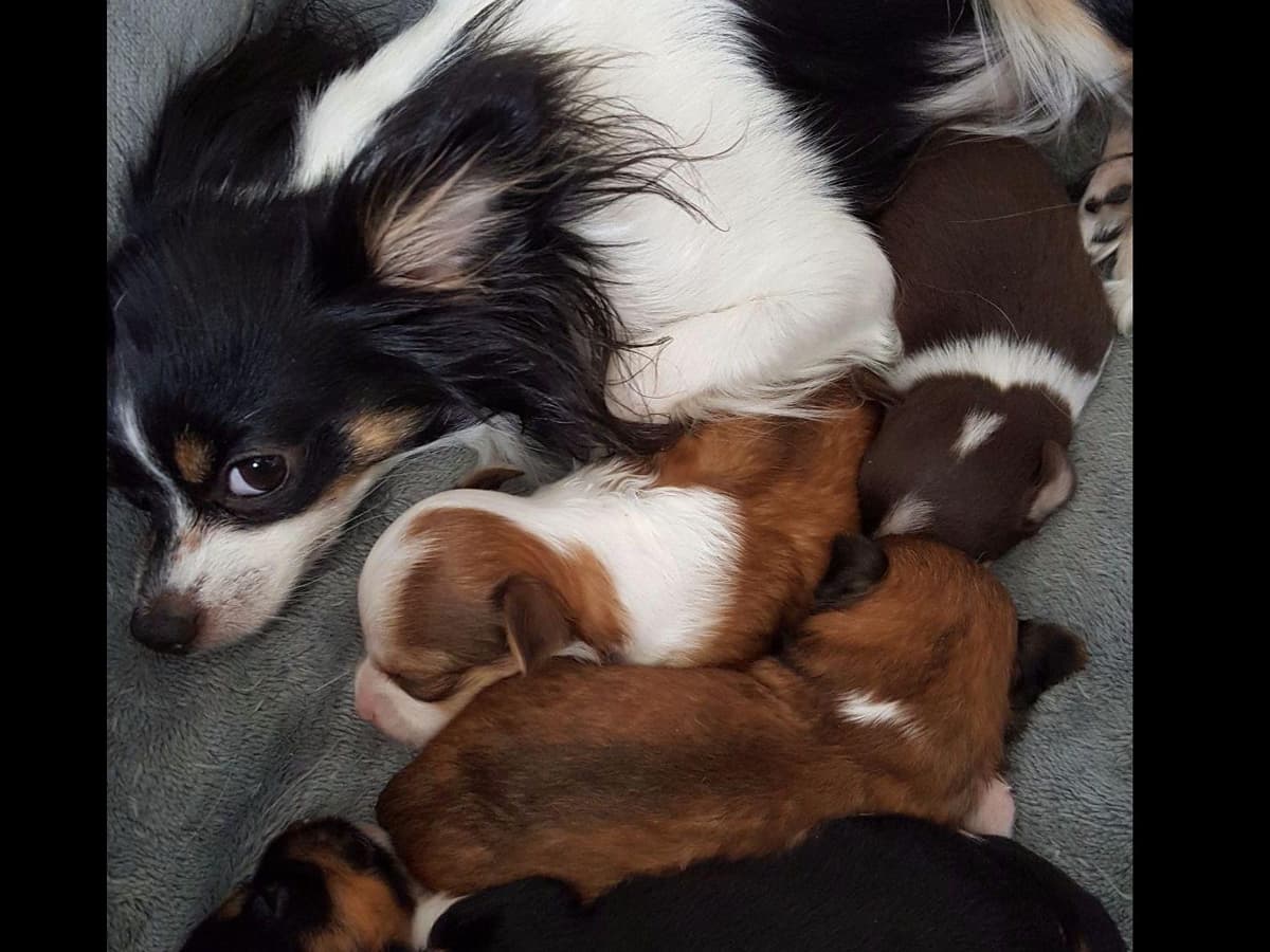 De Landas Chihuahua Puppies in Virginia breeder image 1