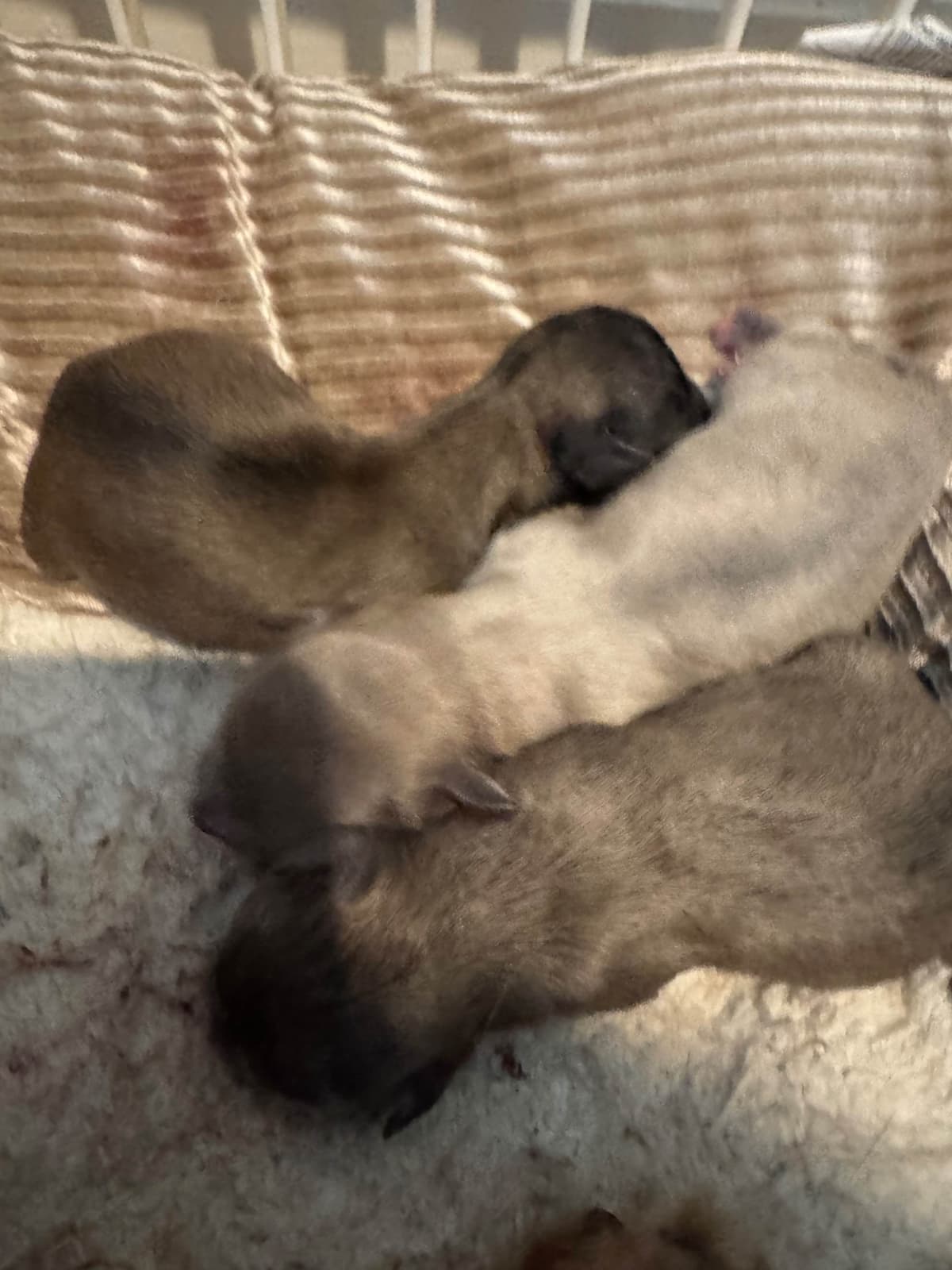 De Landas Chihuahua Puppies in Virginia breeder image 2