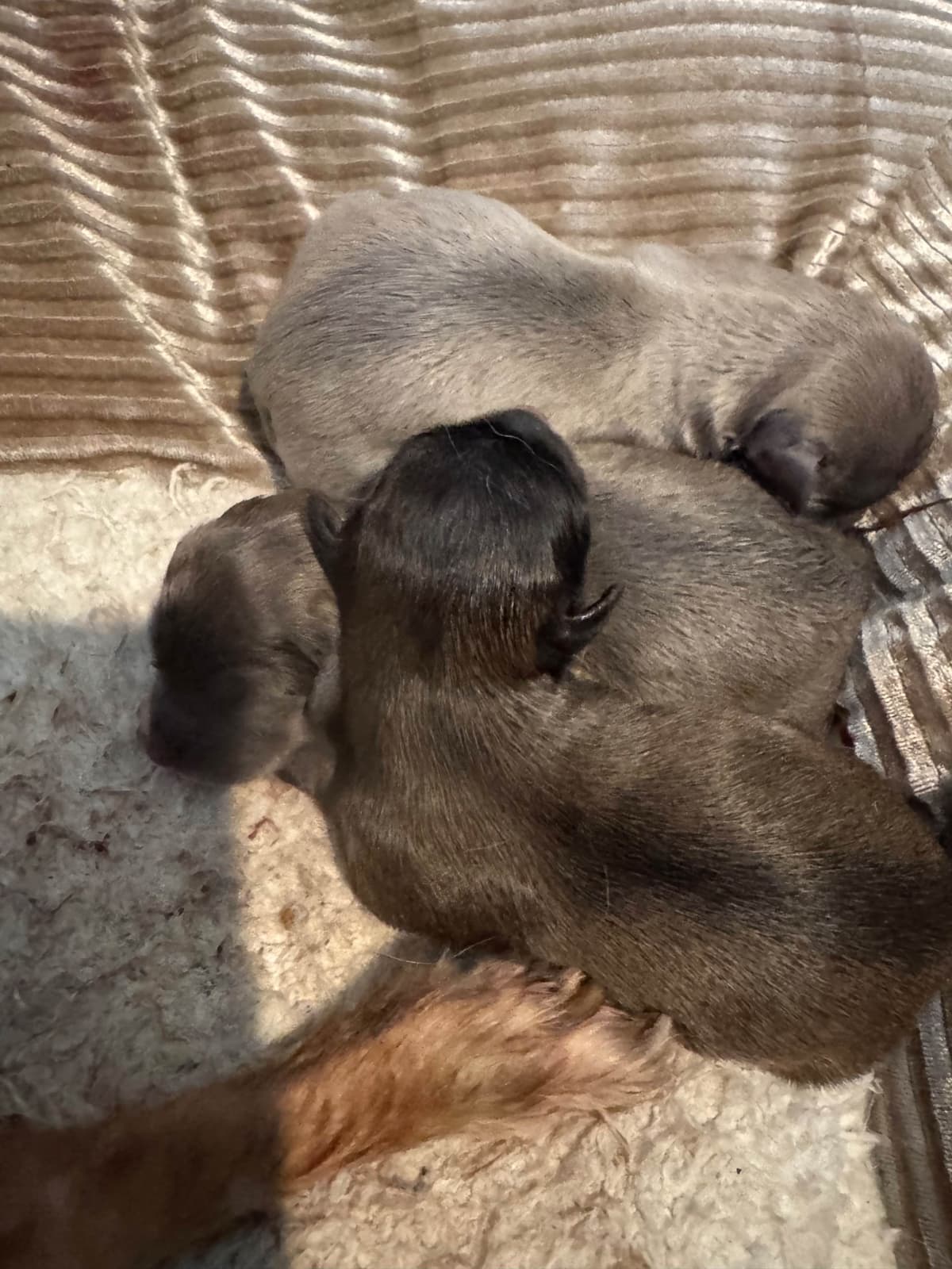 De Landas Chihuahua Puppies in Virginia breeder image 3