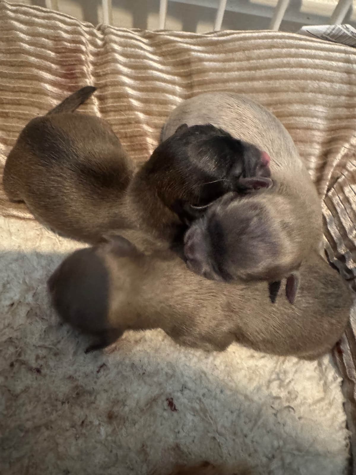De Landas Chihuahua Puppies in Virginia breeder image 4