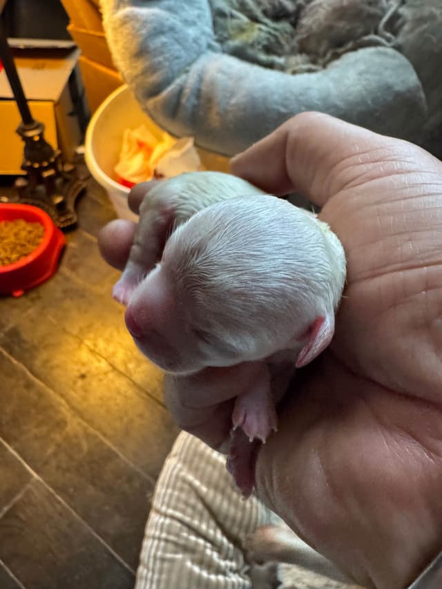 De Landas Chihuahua Puppies in Virginia media 3