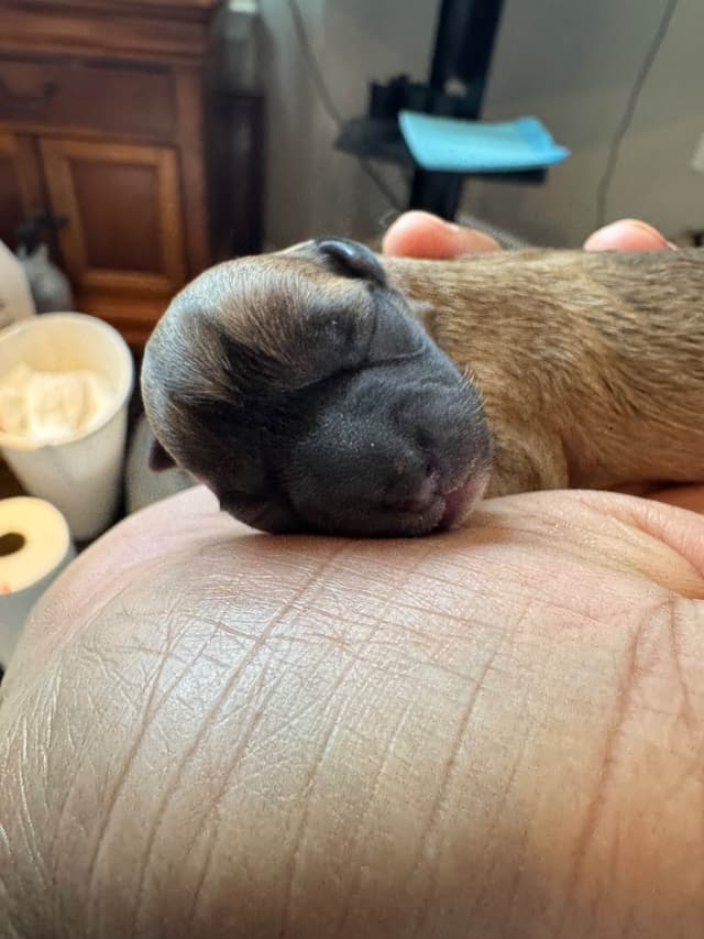 De Landas Chihuahua Puppies in Virginia media 2