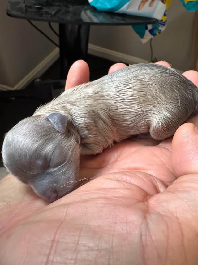 De Landas Chihuahua Puppies in Virginia media 4