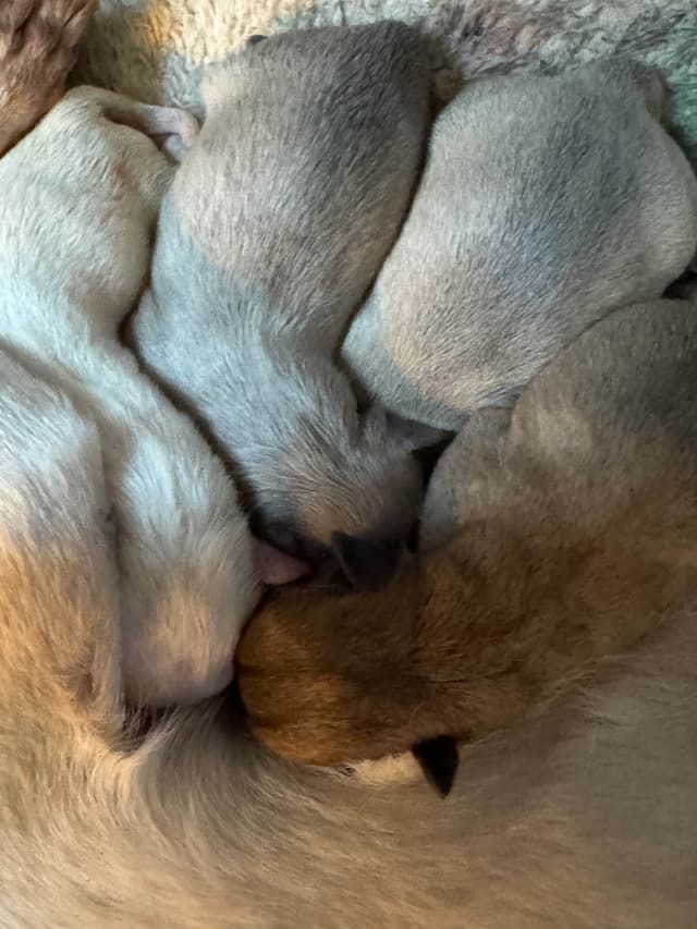De Landas Chihuahua Puppies in Virginia media 5