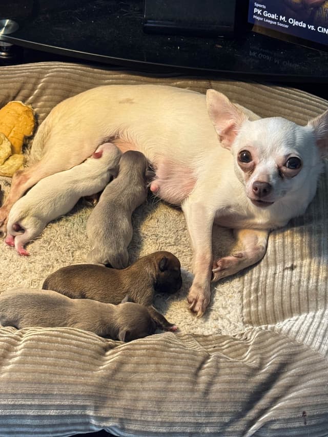De Landas Chihuahua Puppies in Virginia media 6