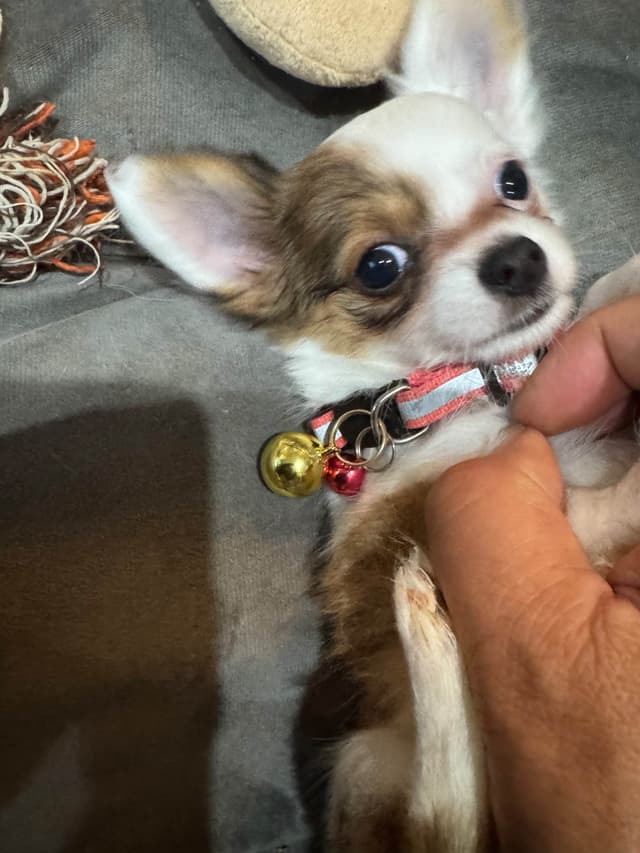 De Landas Long Coat Chihuahua Puppies in Virginia media 2