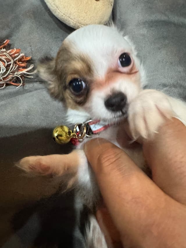 De Landas Long Coat Chihuahua Puppies in Virginia media 3