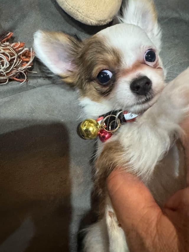 De Landas Long Coat Chihuahua Puppies in Virginia media 4