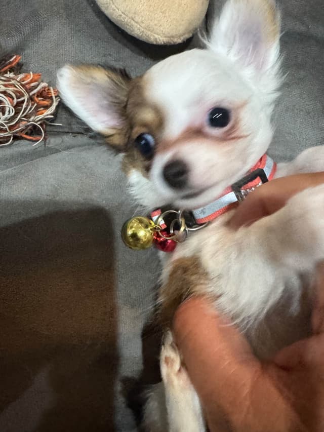 De Landas Long Coat Chihuahua Puppies in Virginia media 5