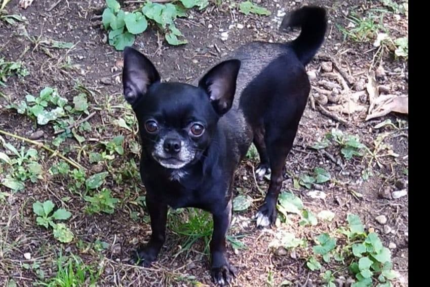 Chihuahua Puppy breeder image 1