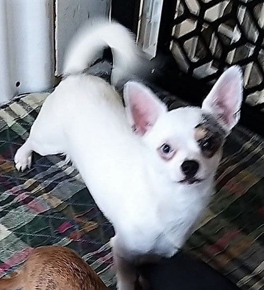 Chihuahua Puppy breeder image 3
