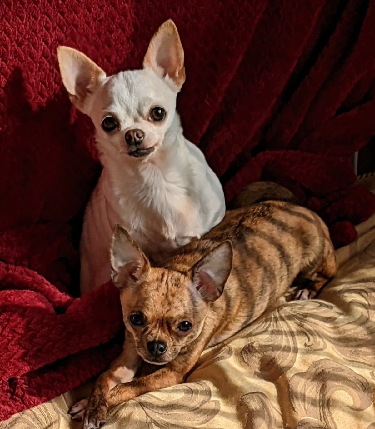 Chihuahua Puppy breeder image 5