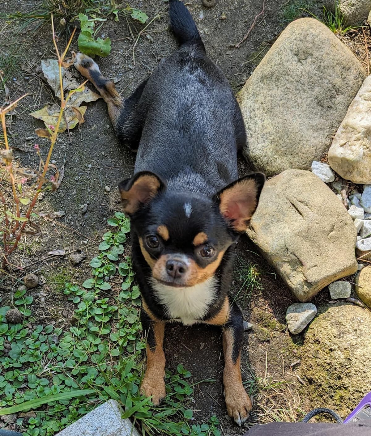 Chihuahua Puppy breeder image 6