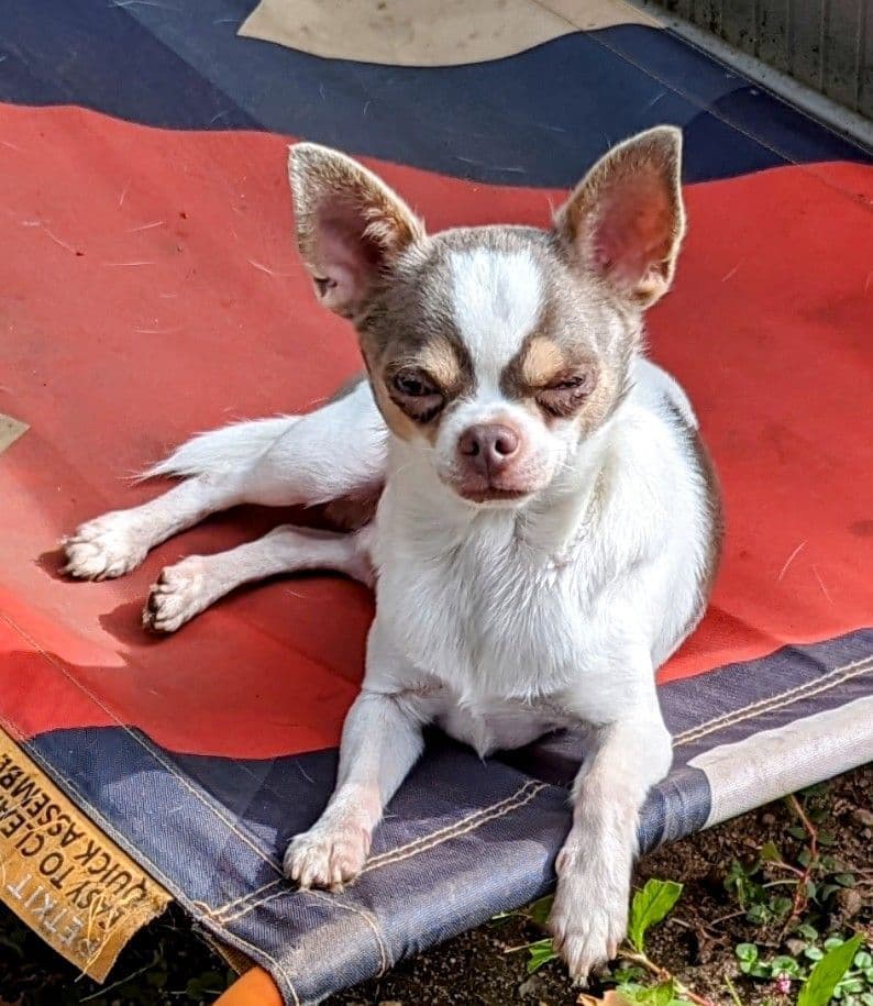 Chihuahua Puppy breeder image 4