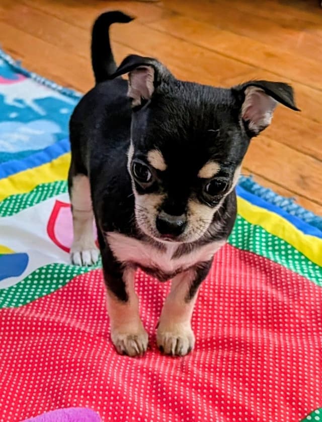 Chihuahua Puppy media 2
