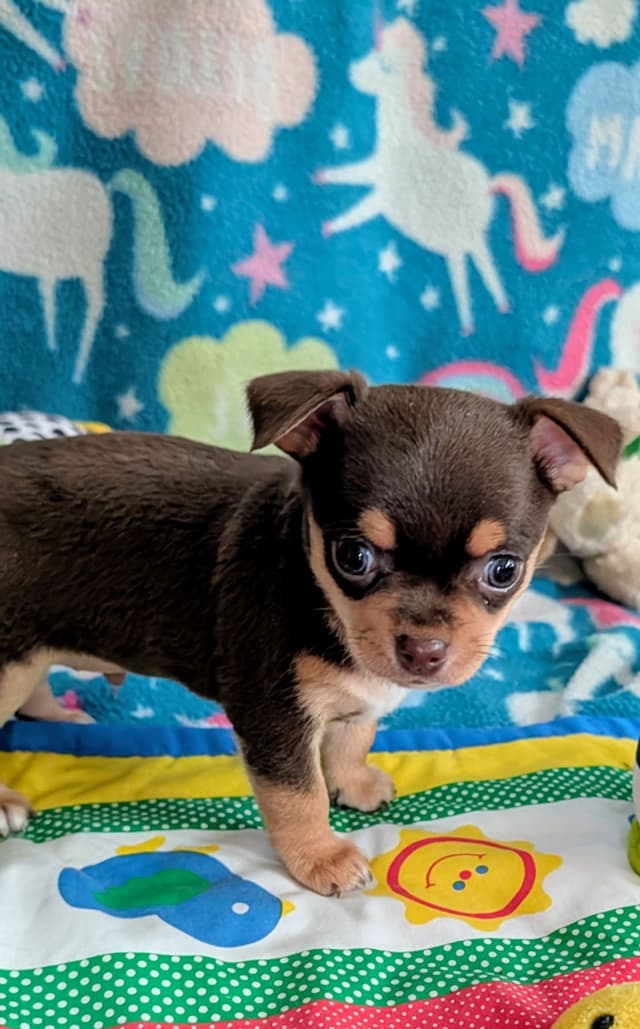 Chihuahua Puppy media 2