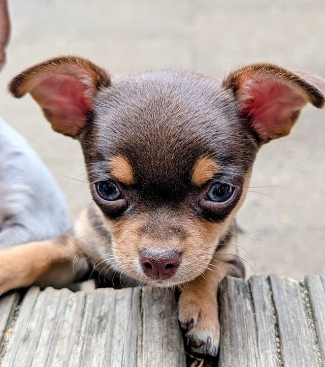 Chihuahua Puppy media 3