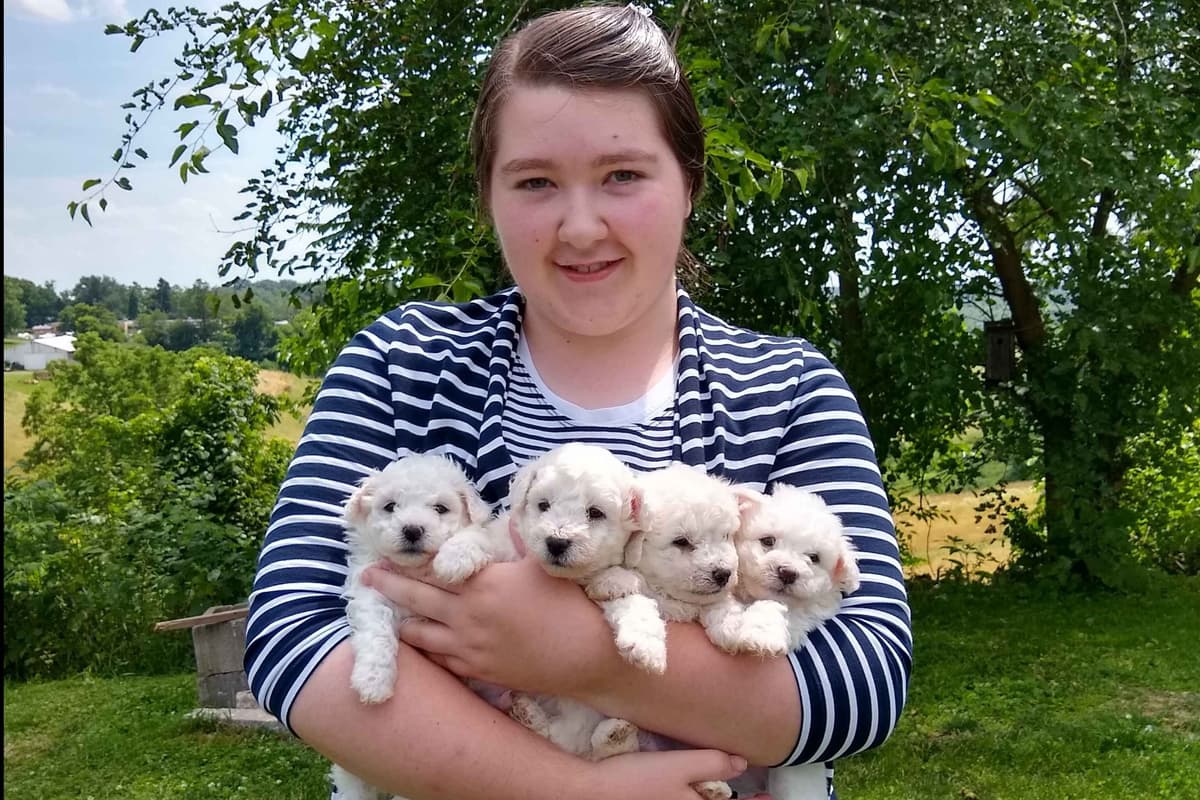 Bichon Frise Puppies breeder image 1