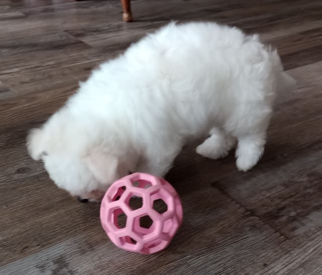 Bichon Frise Puppies media 9