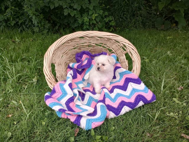 Bichon Frise Puppies media 11