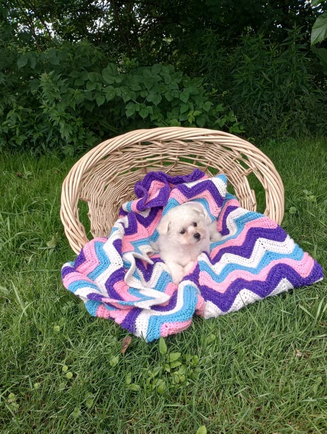 Bichon Frise Puppies media 15