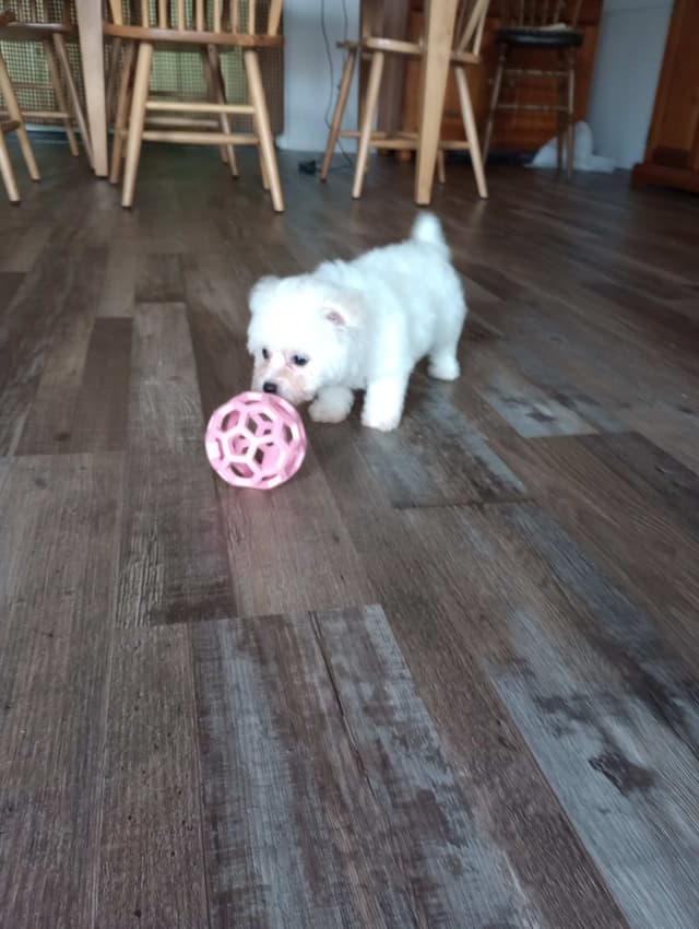 Bichon Frise Puppies media 16