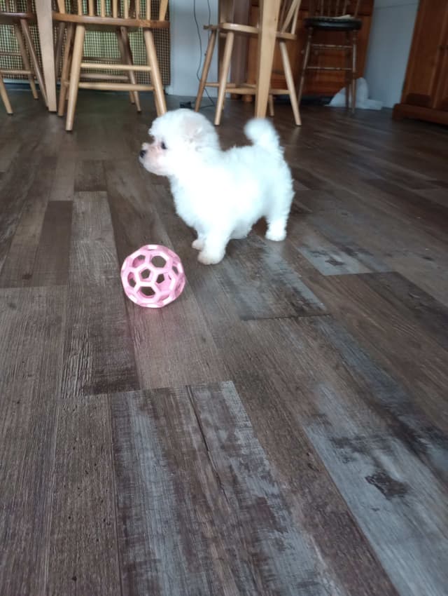 Bichon Frise Puppies media 17