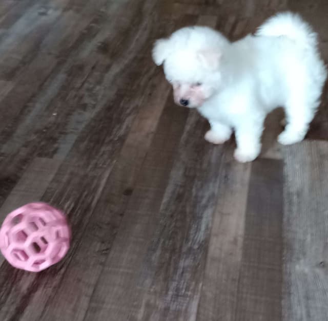 Bichon Frise Puppies media 20