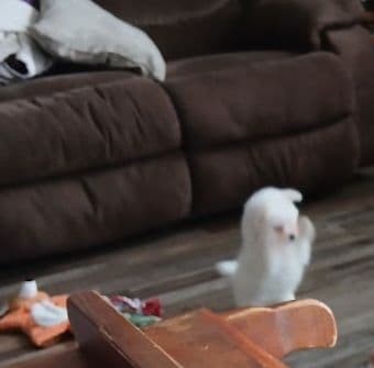 Bichon Frise Puppies media 18