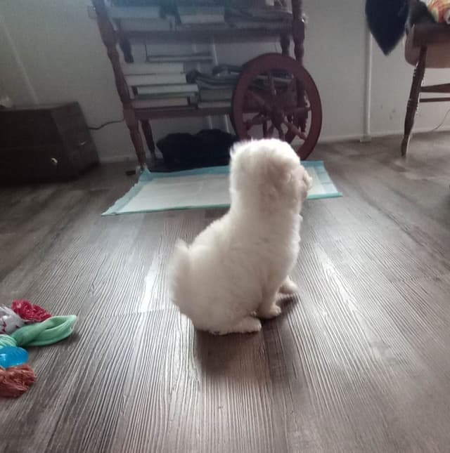 Bichon Frise Puppies media 19