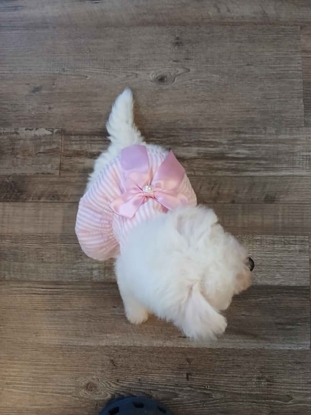 Bichon Frise Puppies media 6