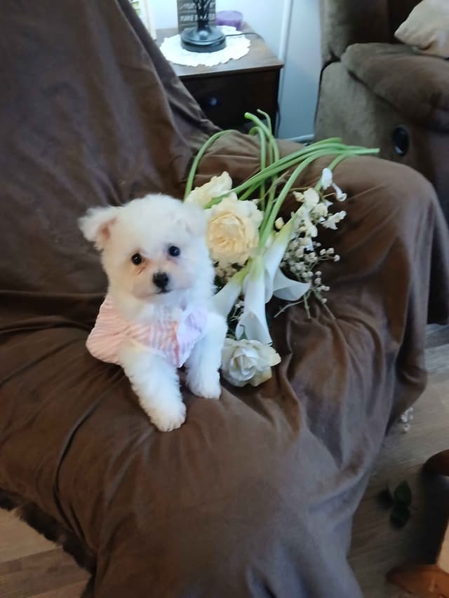 Bichon Frise Puppies media 4