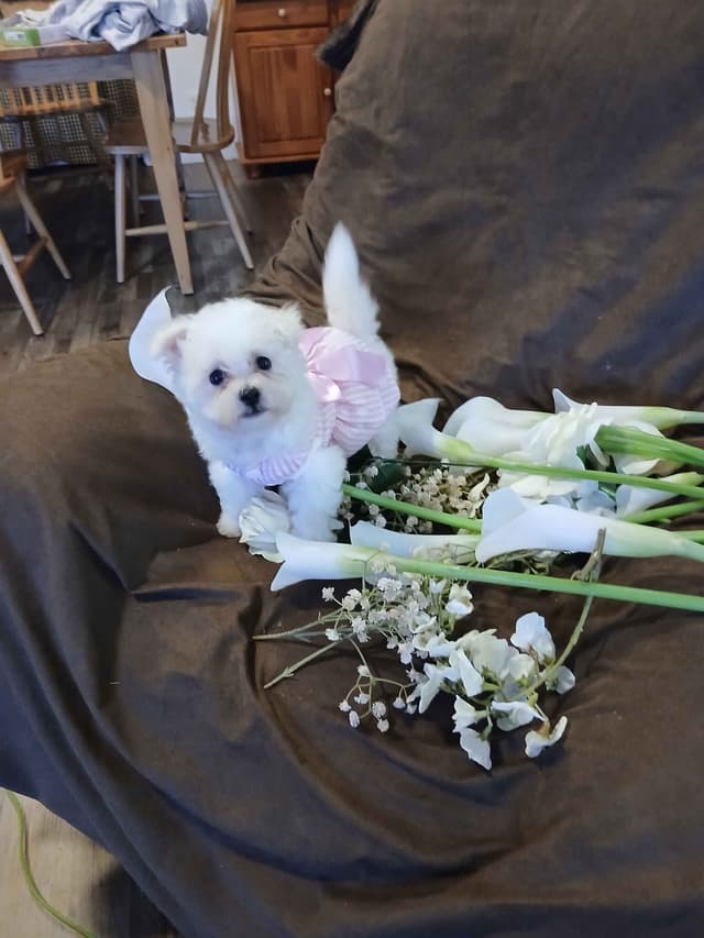 Bichon Frise Puppies media 2