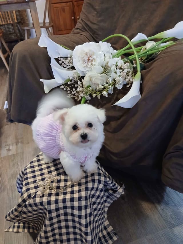 Bichon Frise Puppies media 5