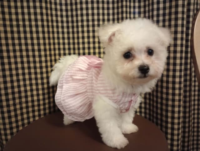 Bichon Frise Puppies media 3