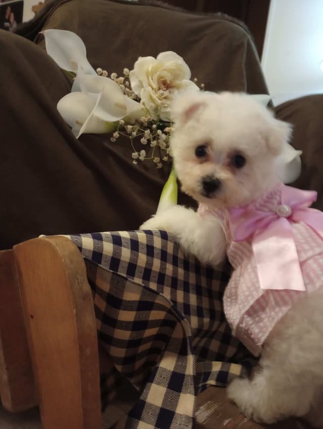 Bichon Frise Puppies media 7