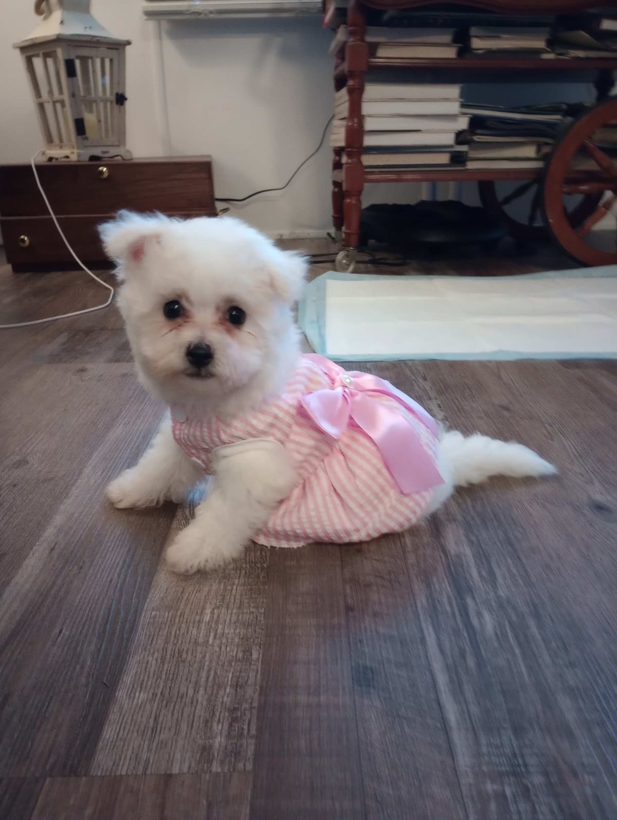Bichon Frise Puppies breeder image 2