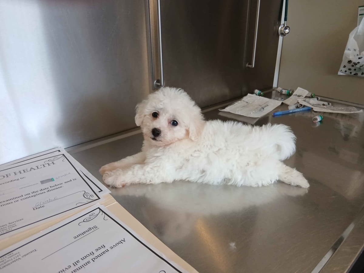 Bichon Frise Puppies breeder image 3