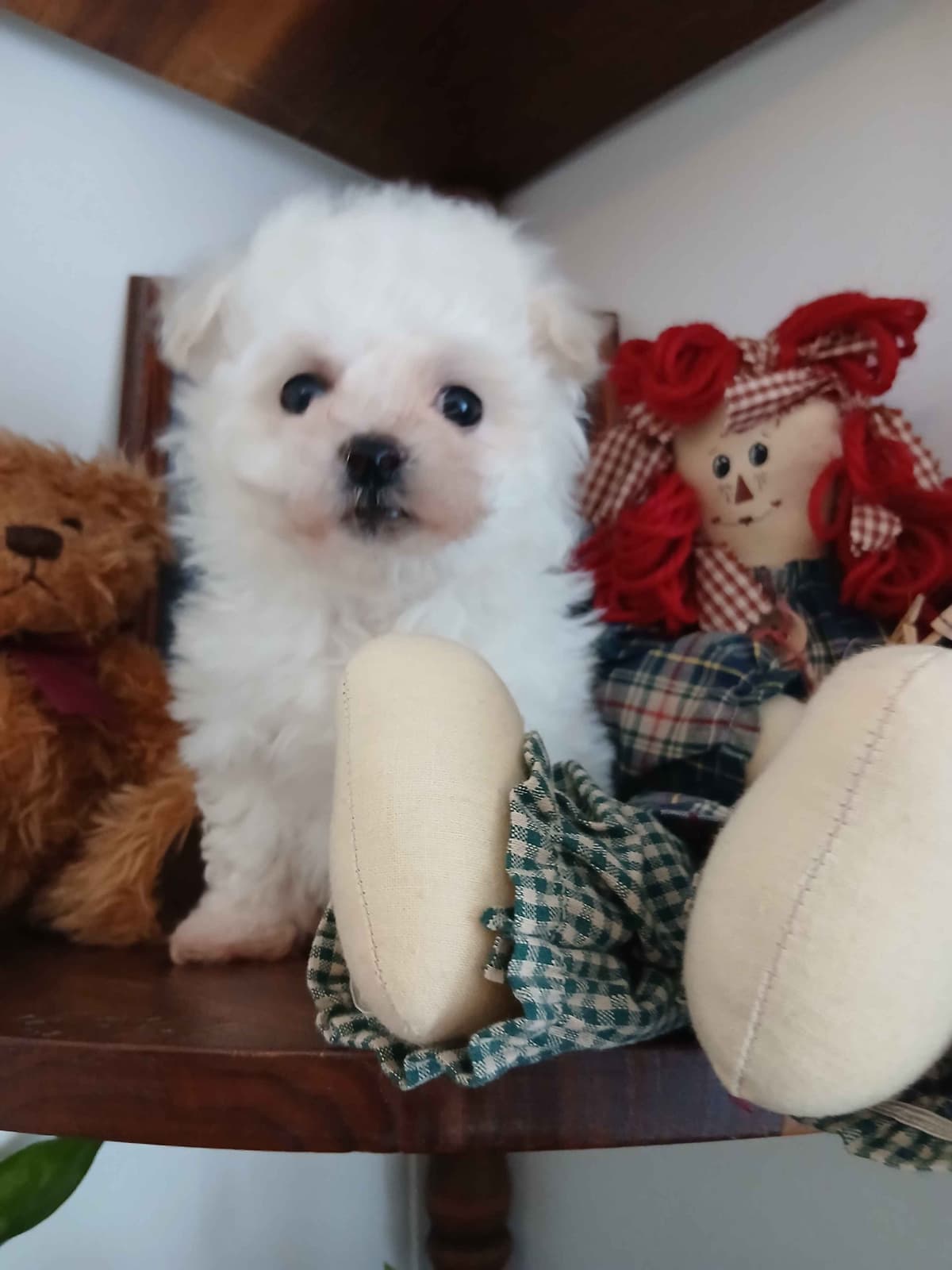 Bichon Frise Puppies breeder image 4