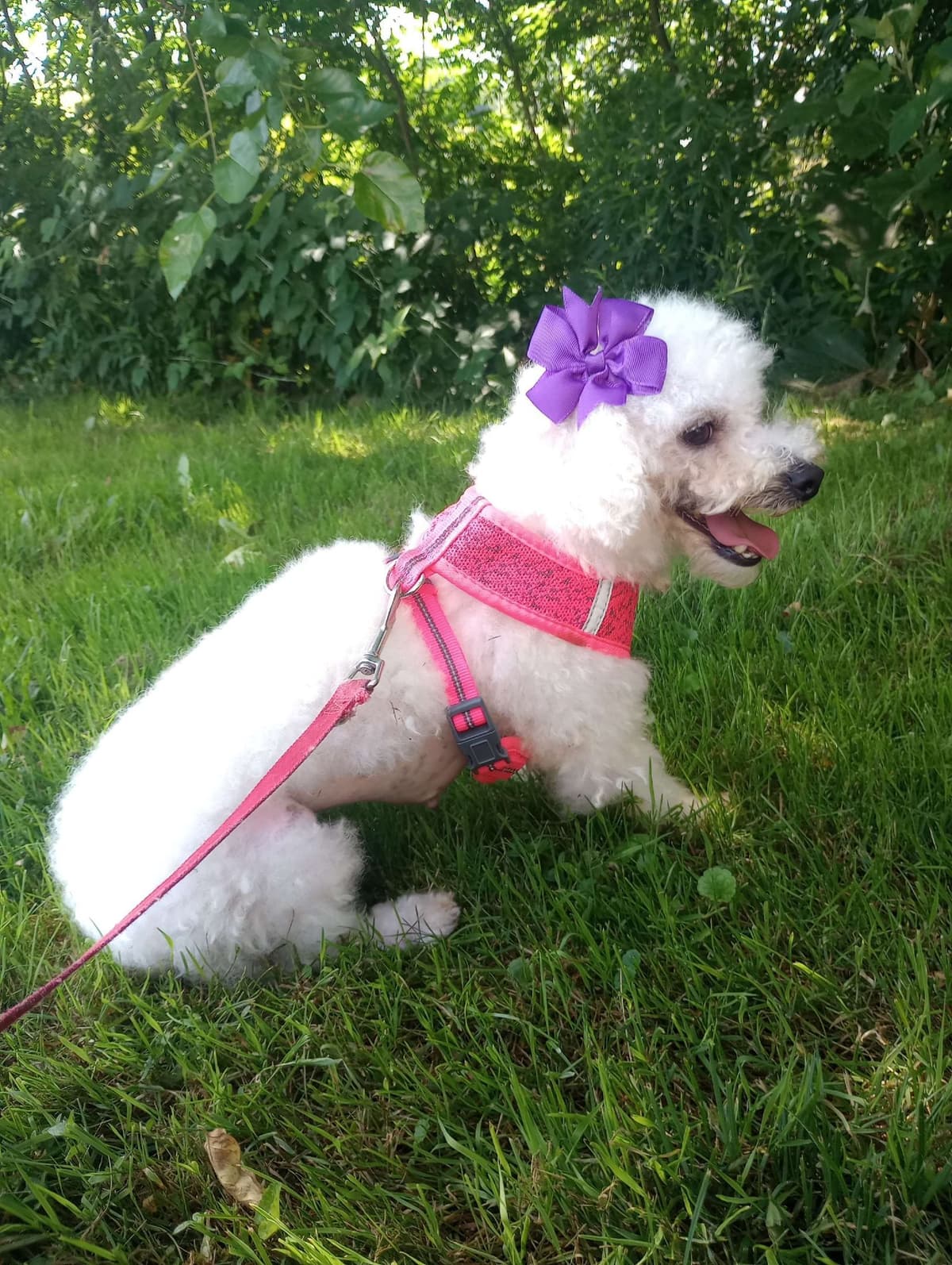 Bichon Frise Puppies breeder image 5