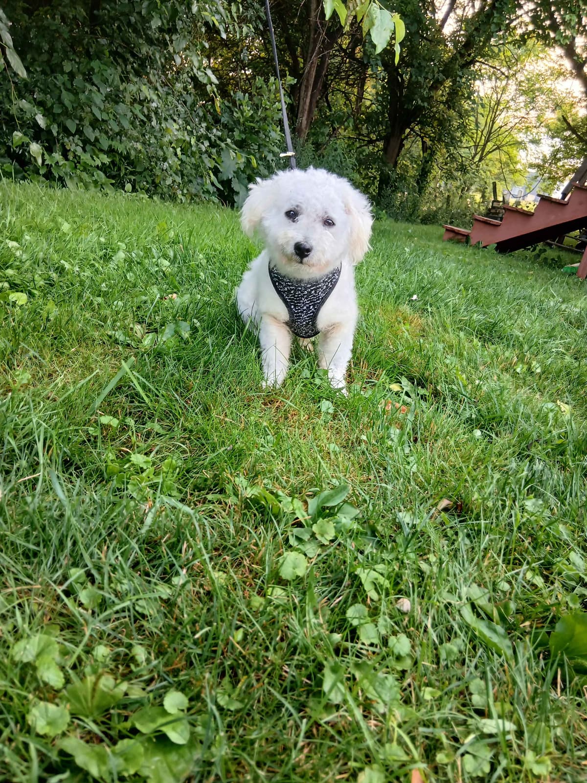 Bichon Frise Puppies breeder image 6