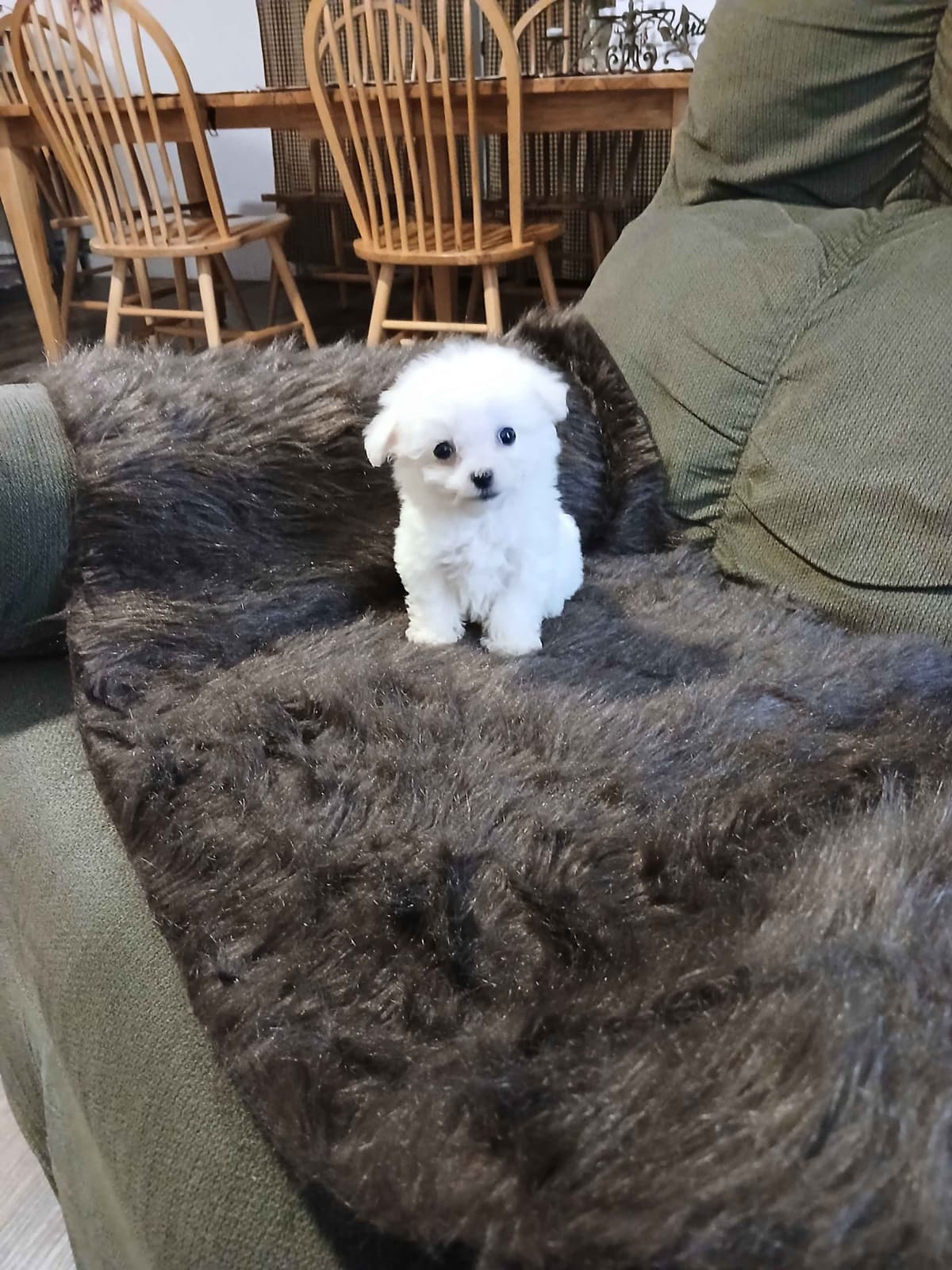 Bichon Frise Puppies breeder image 7
