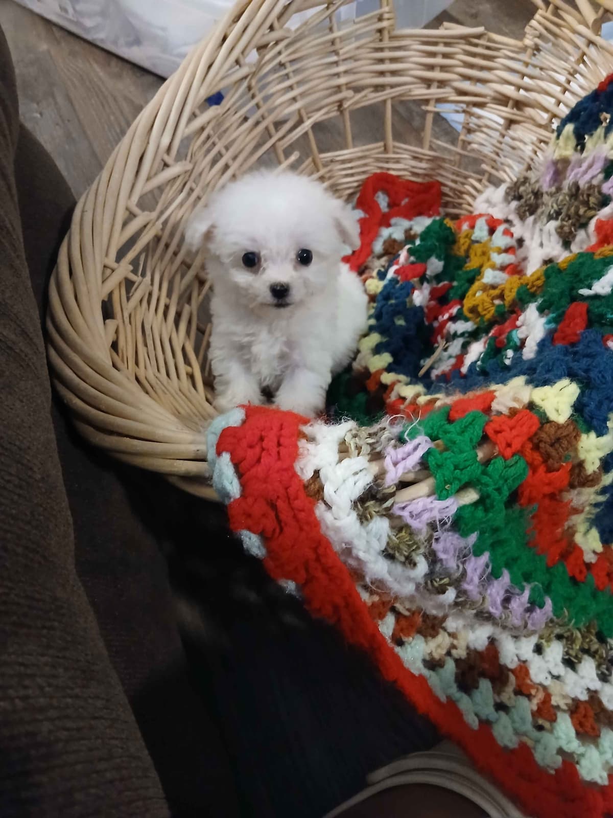 Bichon Frise Puppies breeder image 8